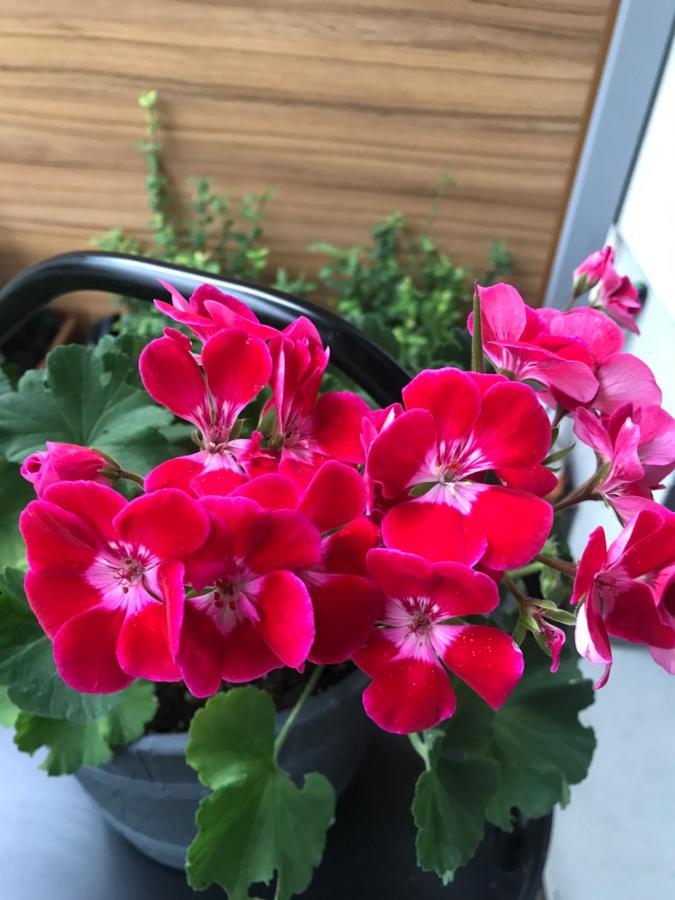 Apartament With Garden Bezplatny Parking !!! クラクフ エクステリア 写真